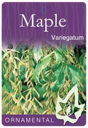 Plant label for Acer 'Variegated Box Elder' Maple, showing green and cream variegated leaves, ideal for a 12" pot. "Ornamental" appears at the bottom, similar in look to the popular Variegatum variety.