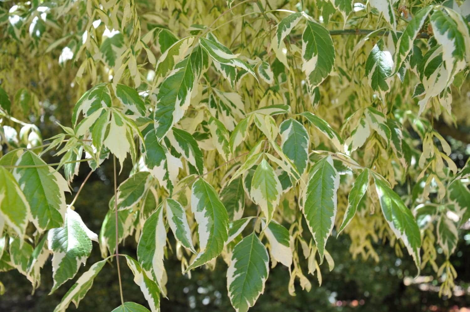 Green leaves with creamy white edges and patches create a striking variegated pattern on the Acer 'Variegated Box Elder' Maple in a 12" pot, set against a blurred natural background.