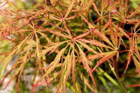 Close-up of Acer 'Sunset' Weeping Maple leaves in shades of green and orange with thin, elongated lobes that elegantly arch. .