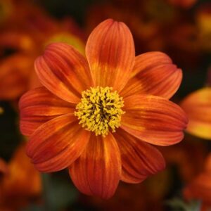 A vibrant orange Bidens 'Be Happy Red' 6" Pot features elongated petals and a cheerful yellow center, set against a blurred backdrop of similar blooms.