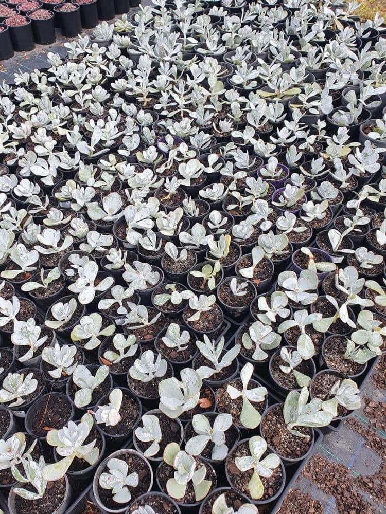 Rows of Cotyledon 'Pig's Ear' Succulent 3" Pot, featuring pale green leaves, are closely arranged together on the ground.
