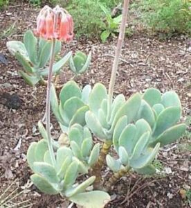 The Cotyledon 'Pig's Ear' Succulent in a 6" pot flourishes with its green leaves and tall stem of pink bell-shaped flowers amidst a garden's brown soil and scattered leaves.