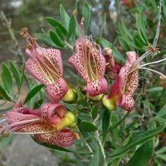 A cluster of pink and yellow flowers with spotted petals and long stamens emerges elegantly from an Eremophila 'Crazy Gal' 6" Pot, surrounded by lush green leaves, echoing the playful charm of Crazy Gal's garden.