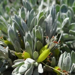 Eremophila 'Silver Spread' in a 6" pot features elongated gray-green leaves with small bright green buds, accented by dried brown remnants for added texture.
