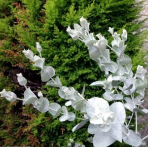 Eucalyptus albida 'White Leaved Mallee' in a 6" pot stands beautifully in the foreground, framed by lush green coniferous trees.