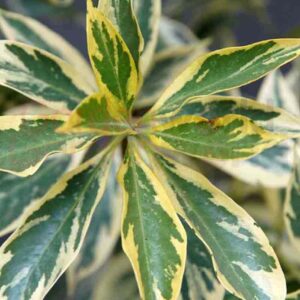 Close-up of a Hymenosporum 'Gold Halo' Native Frangipani in a 6" pot, showcasing its green and cream leaves arranged in a star-like pattern.