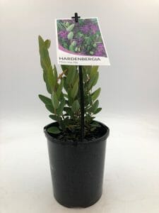 A Hardenbergia 'Mini Ha Ha' PBR in a 6" pot, featuring a label with the plant's name and an image of purple flowers.
