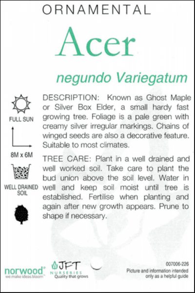 Acer 'Variegated Box Elder' Maple 12" Pot