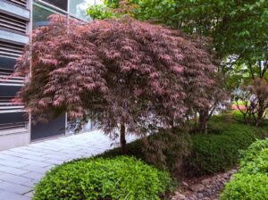 Acer 'Atropurpureum' Weeping Japanese Maple features purple-red leaves, perfect for adding dramatic color beside modern buildings, green shrubs, and stone-edged garden beds. Brighten your landscape with this stunning tree today.