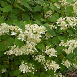 Hydrangea 'Kyushu' 8" Pot features clusters of small white flowers and green leaves, perfect for brightening gardens or containers. Ideal for adding elegance to any space.