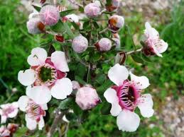 Close-up of Leptospermum 'Mesmer Eyes' Tea Tree flowers, with their striking pink and white blooms, set against a lush green backdrop.