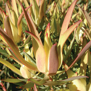 Close-up of Leucadendron 'Yellow Devil' foliage in sunlight, showcasing vibrant green and pink pointed leaves from a 6" pot that capture the eye.