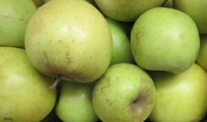 A delightful display of Malus 'Mutsu' (Crispin) Apple 8" Pot highlights their vibrant green hue.