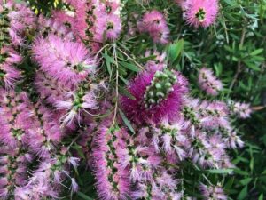 The Melaleuca 'Pink Surprise' 6" Pot offers vibrant pink bottlebrush flowers with spiky petals and lush green leaves, creating a dense and stunning addition to any garden while being perfect for adding a pop of color to your space.