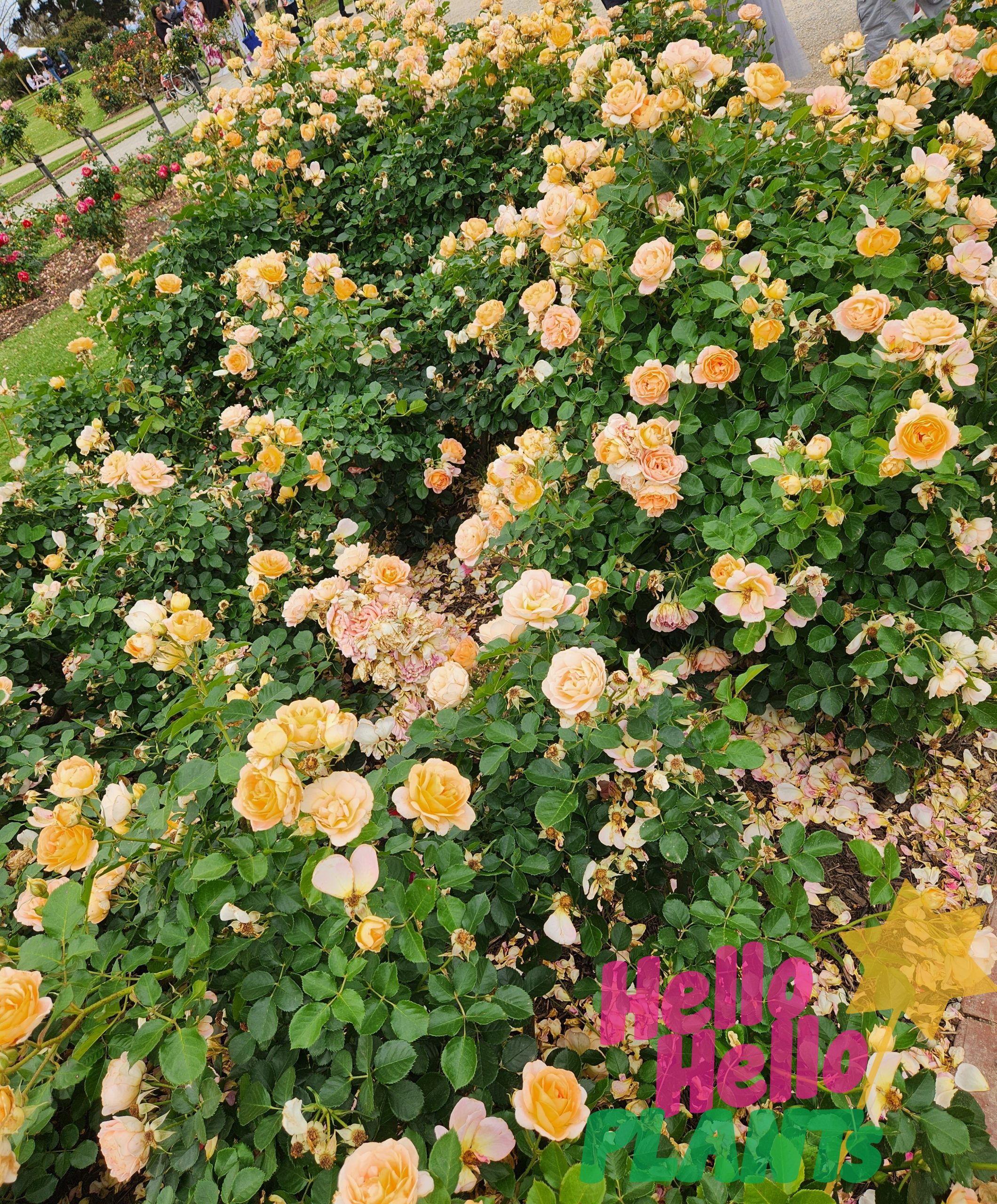 Rose 'Peach Profusion' PBR 2ft Standard