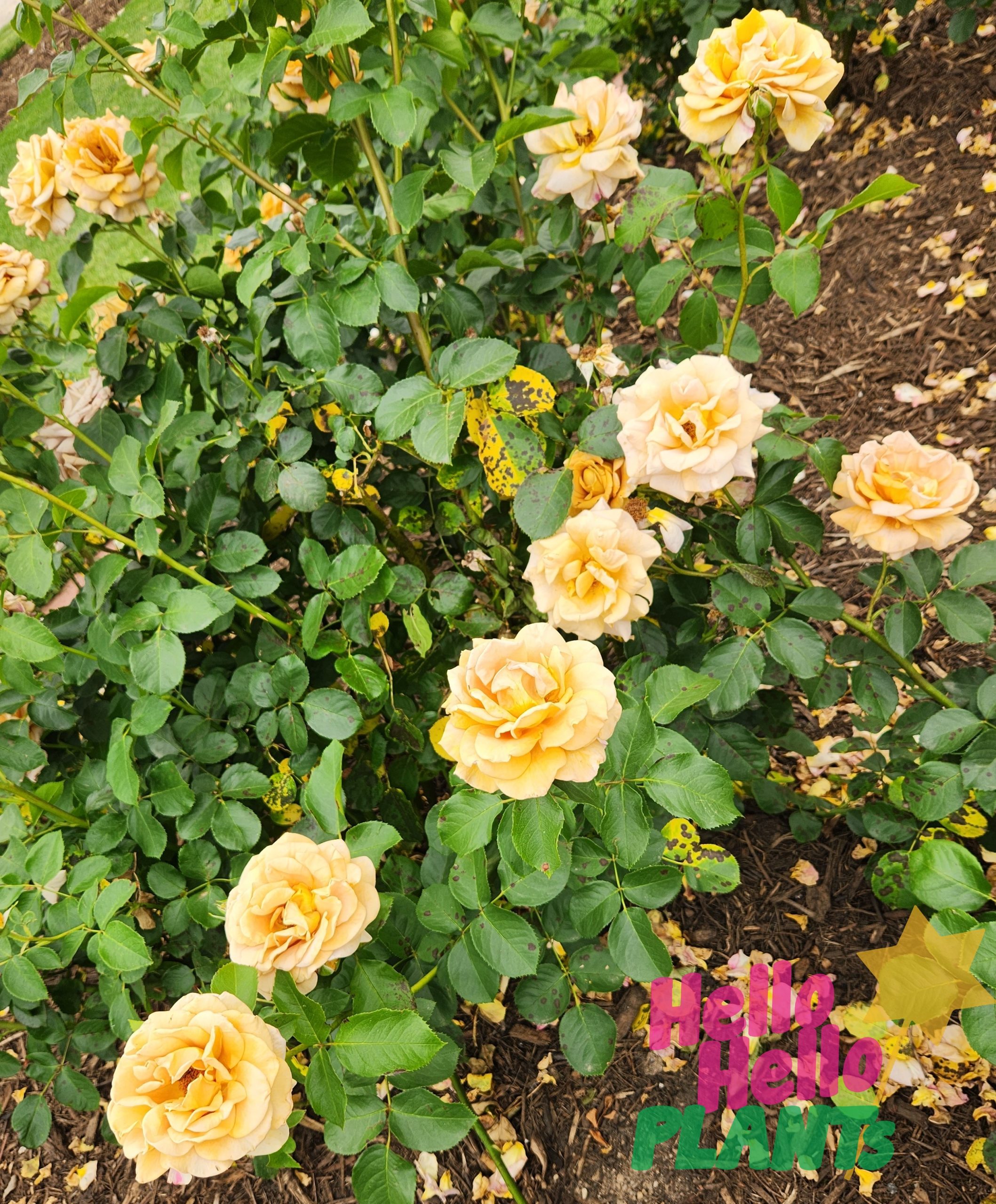 Rose 'Peach Profusion' PBR 2ft Standard