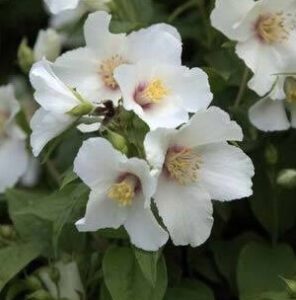 Brighten up your space with Philadelphus 'Mexican Mock Orange' in an 8" pot—clusters of white flowers with yellow centers, a touch of purple at the base, and lush green leaves.