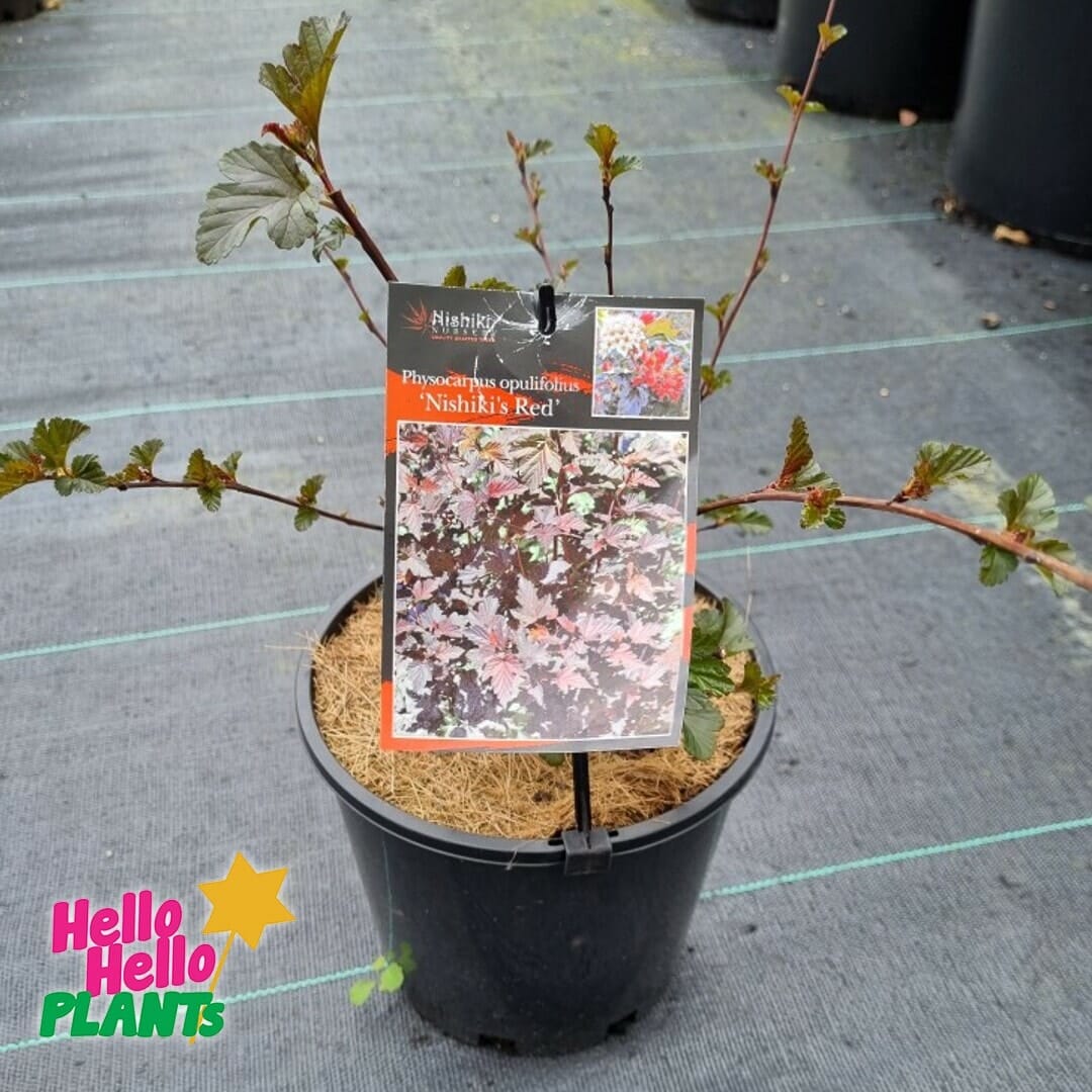 Physocarpus 'Red' Ninebark 8" Pot