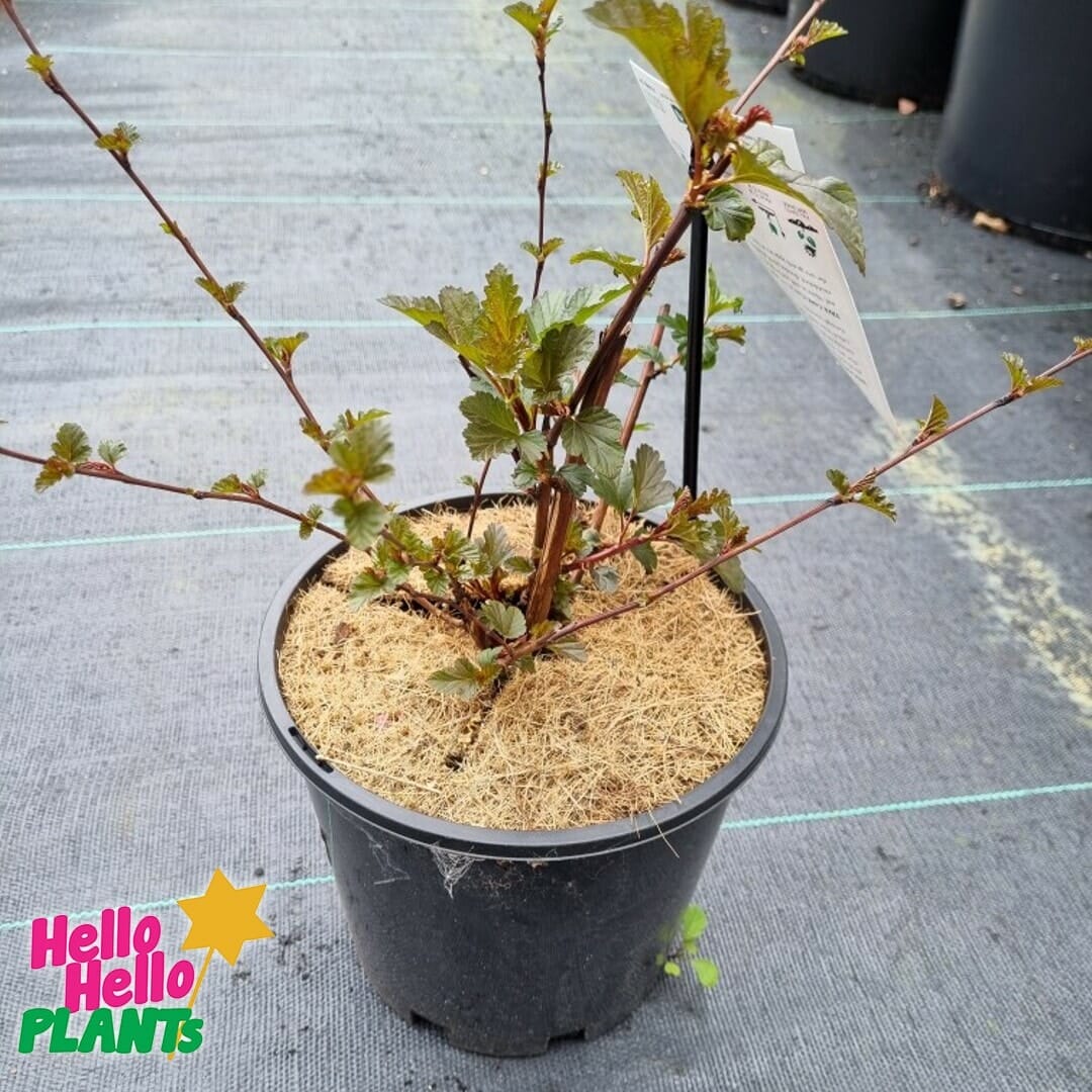 Physocarpus 'Green' Ninebark 8" Pot