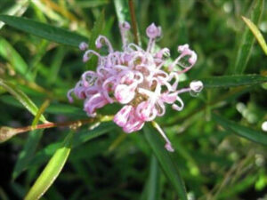 Close-up of a Grevillea 'Pink Midget' PBR flower featuring curled petals and slender green leaves, grown in a 6" pot, displayed in a garden setting.