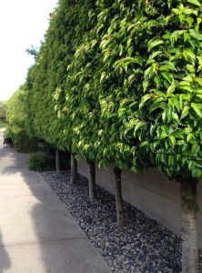 A row of Prunus 'Portuguese Laurel' 10" Pot (Standard 90cm) trees, with dense green foliage, lines a sidewalk; rocks cover the ground beneath them.