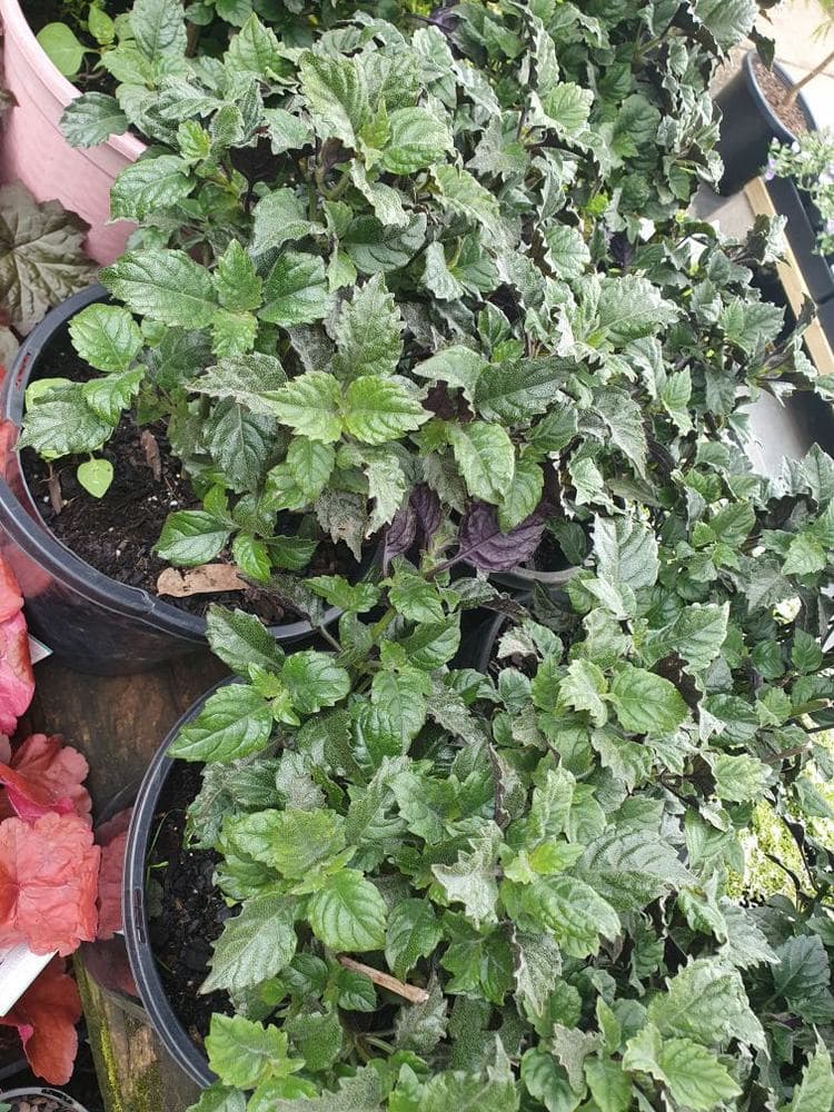 A group of potted plants features dense, green foliage, with a Plectranthus 'Mona Lavender' 10" Pot standing out among the partially visible pots and surrounding leaves.