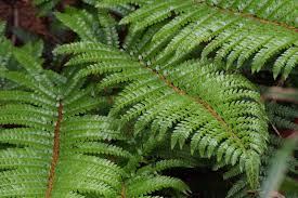 Close-up of verdant Polystichum 'Japanese Tassel Fern' with detailed leaflets and veins, highlighting its intricacy in a 6" pot.