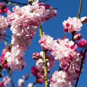 The Prunus versicolour 'White and Pink' Flowering Peach in a 12" pot showcases branches adorned with pink and white blossoms reaching gracefully towards the clear blue sky.