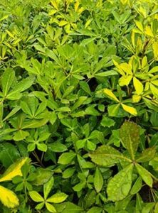 Close-up of the Pseudopanax 'Gold Splash' in an 8" pot displays dense green and yellow five-pointed leaves, glistening with droplets that hint at recent rain.