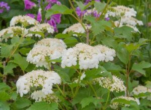 White hydrangeas bloom among green leaves, while in the background, purple flowers complement the captivating Viburnum 'Golden Guelder Rose,' all thriving in a spacious 10" pot.