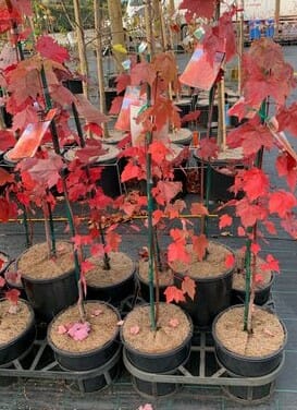 Acer rubrum 'Red Maple' 8" Pot