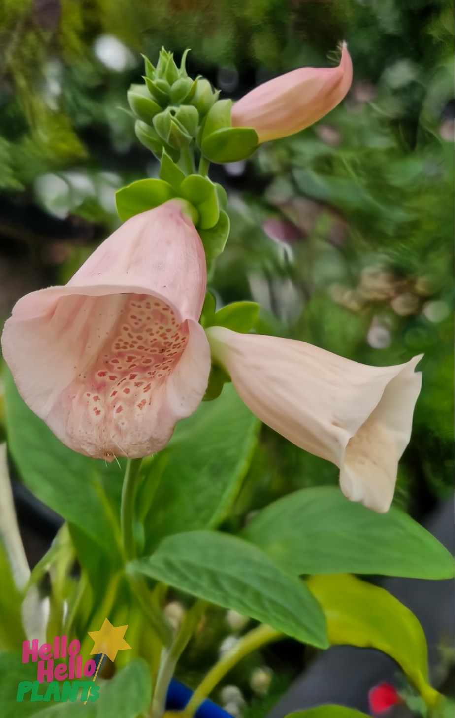 A close-up of a pale pink Digitalis 'Apricot Foxgloves' with a speckled interior is surrounded by lush green foliage, with the "Hello Hello Plants" logo at the bottom left corner, highlighting its natural beauty.