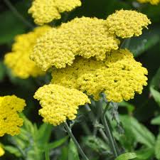Close-up of the vibrant blooms of Achillea 'Moonshine' Yarrow 4" Pot, featuring clustered flowers amid lush green foliage.