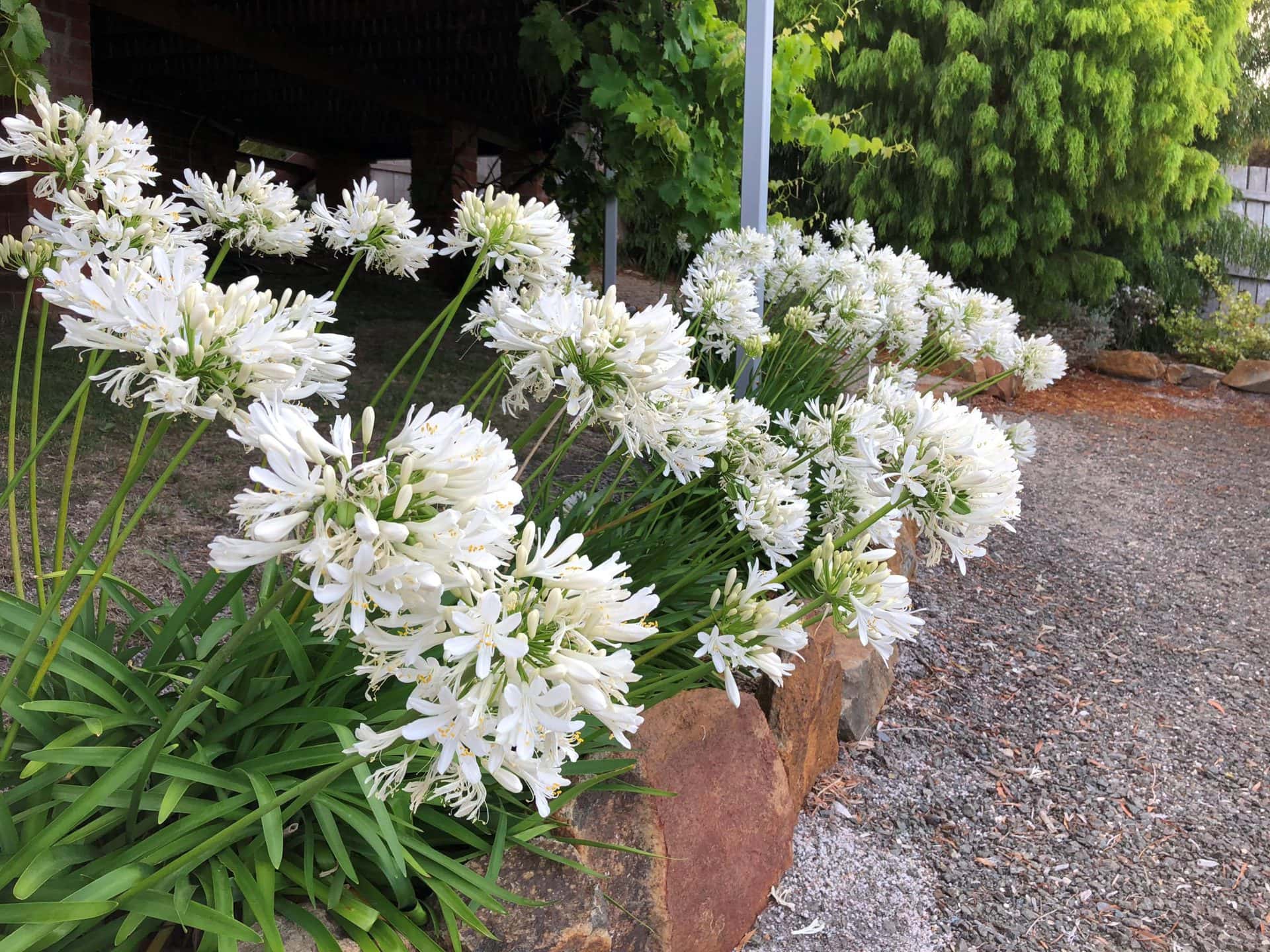Agapanthus 'Perpetual Peace'