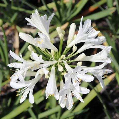 The Agapanthus 'Perpetual Peace' 7" Pot blooms beautifully with pristine white petals and lush green leaves, embodying serenity.