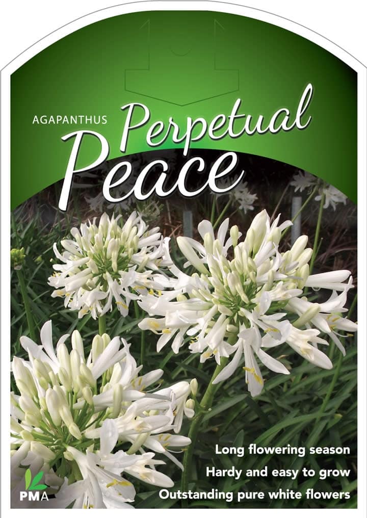 Agapanthus 'Perpetual Peace'