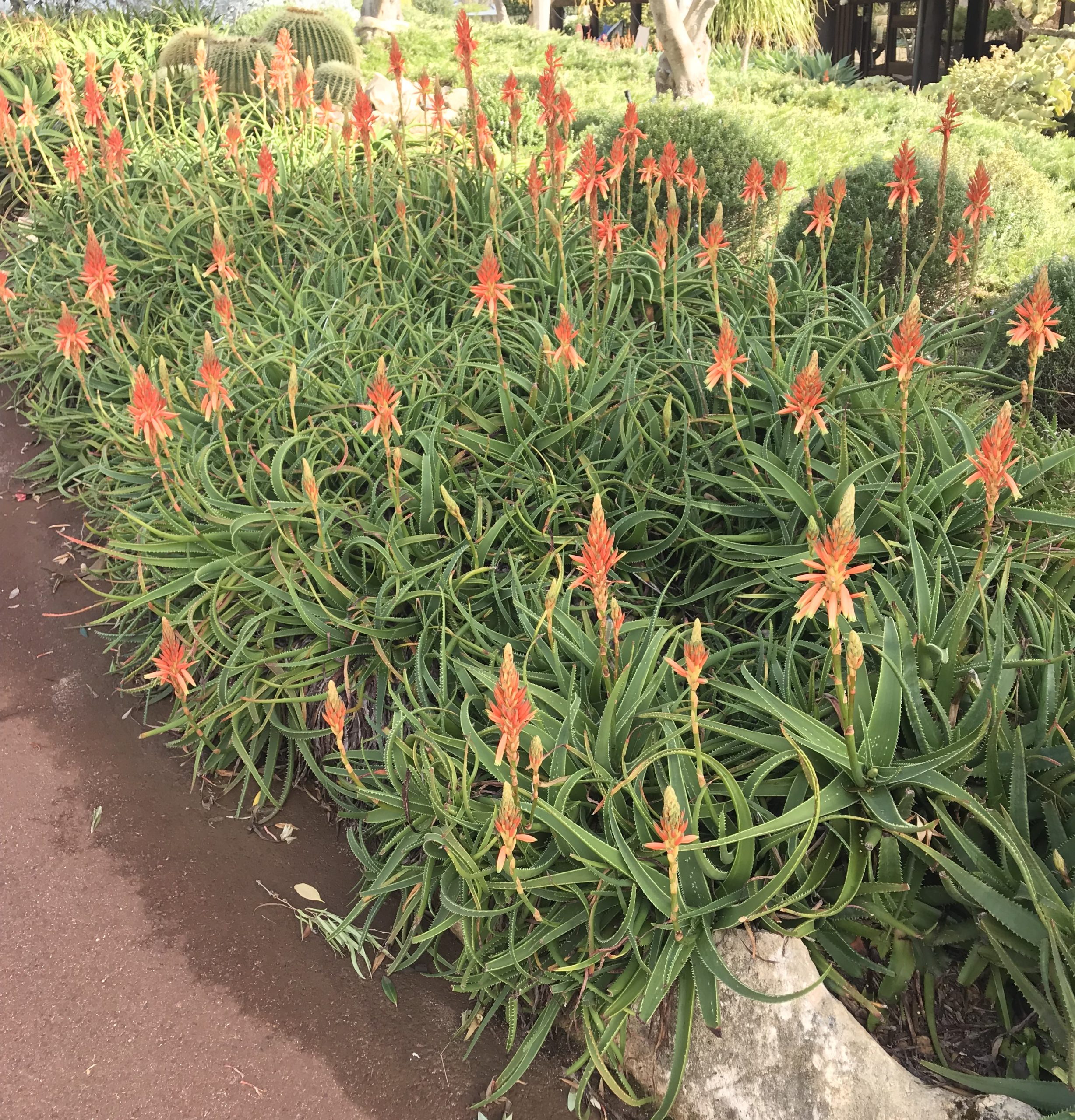 A cluster of Aloe 'Topaz' PBR, featuring long green leaves and tall spikes with orange-red flowers, creates a striking display in the garden.