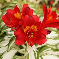 The Alstroemeria 'Rock and Roll®' in a 6" pot features bright red blooms with yellow centers, surrounded by green and white variegated leaves.