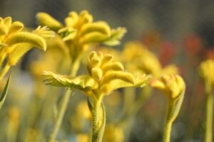 Close-up of Anigozanthos 'Bush Zest™' Kangaroo Paw flowers, showcasing vibrant yellow blooms on green stems, set against a blurred background.