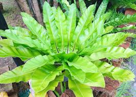 The Asplenium 'Hart's Tongue Fern' in an 8" pot showcases lush, long, wavy fronds emerging from a central rosette, perfect for adding vibrant texture to a garden backdrop.