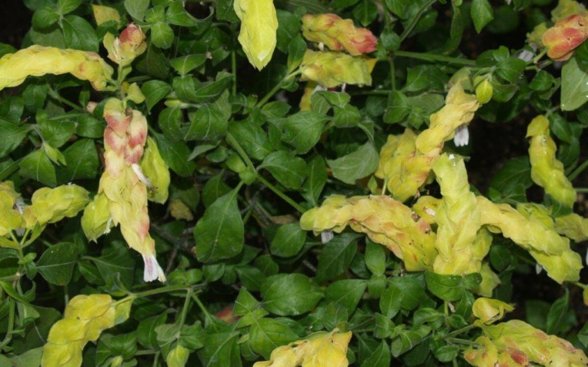 Thriving lushly, the Justicia 'Shrimp Plant' Lutea features bushy green leaves and yellow shrimp-like bracts in a 6" pot.