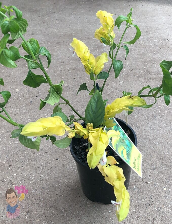 Justicia 'Shrimp Plant' Lutea 6" Pot