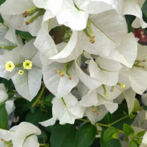 Close-up of Bougainvillea 'Beesnees' in an 8" pot, highlighting its delicate white petals with small yellow centers, surrounded by lush green leaves.
