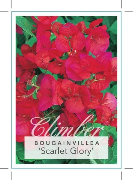 Bougainvillea 'Scarlet Glory' 6" Pot