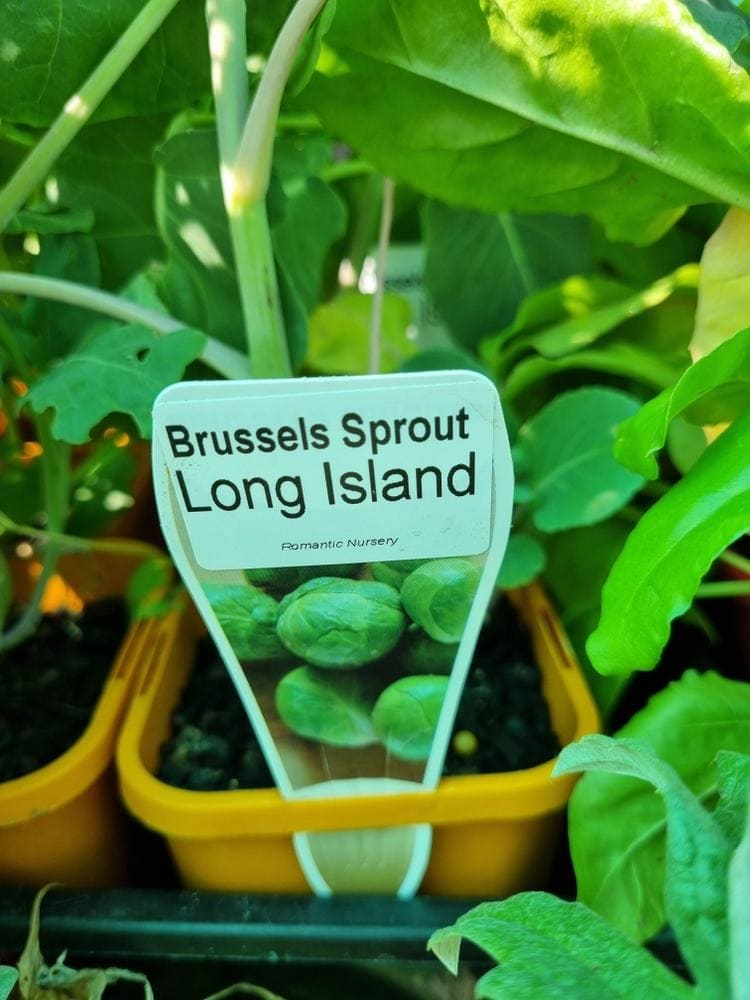 Brussels Sprout 'Long Island Improved' 4" Pot