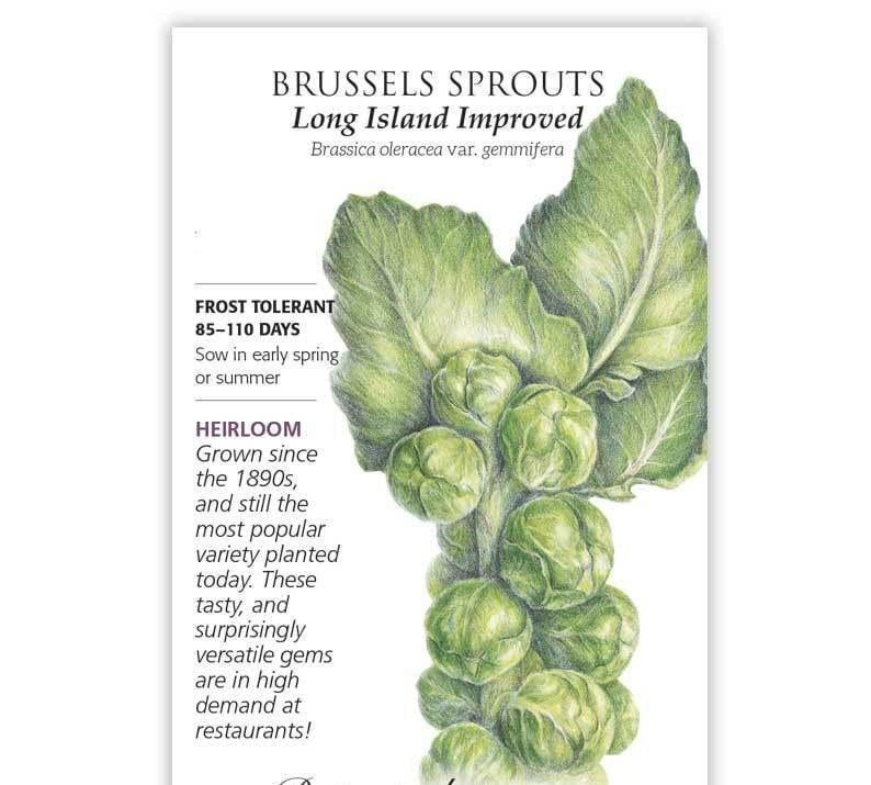 Brussels Sprout 'Long Island Improved' 4" Pot