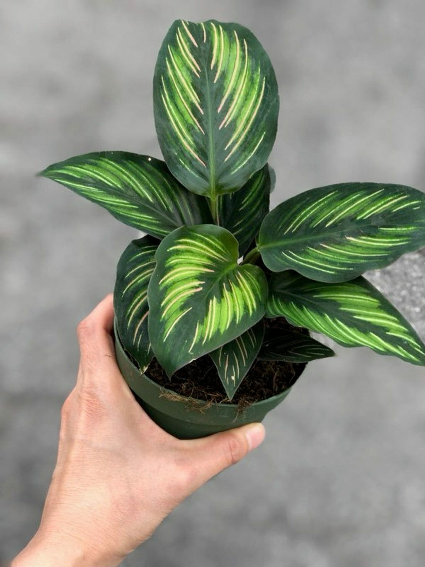 Calathea 'Beauty Star'