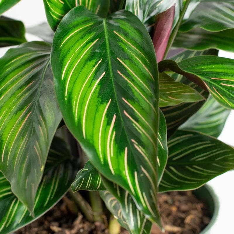 Calathea 'Beauty Star'
