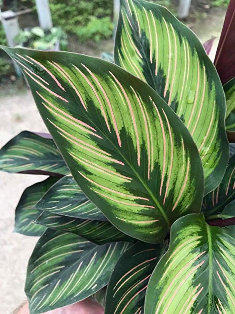 Calathea 'Beauty Star'