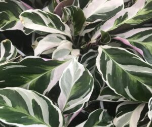 Close-up of green leaves with white and pink variegation, highlighting the lush patterns and textures of a Calathea 'White Fusion' 5" Pot.